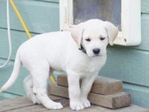Southern Oregon White Labradors
