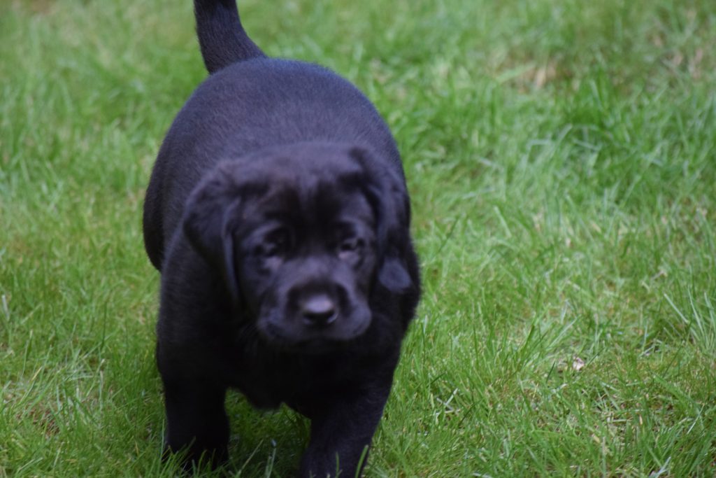 Black Labrador pup