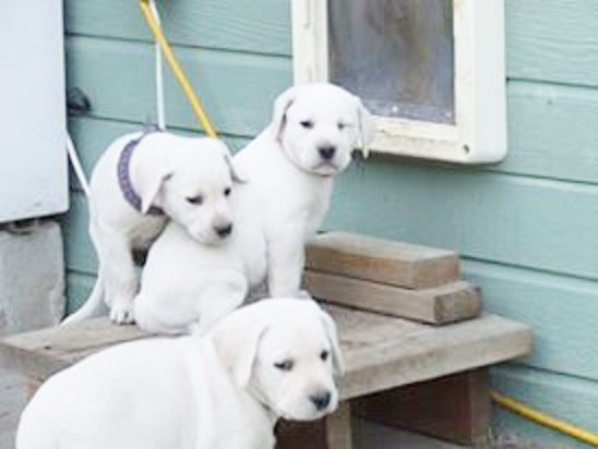 Cute Labrador Retriever Puppies