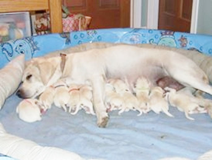 Momma White Labrador Retriever