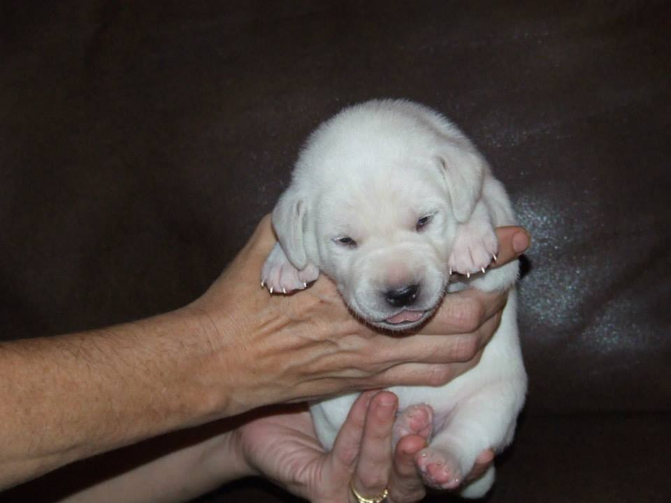 Pedigrees Champion Blood Line White Labrador Retriver Puppies