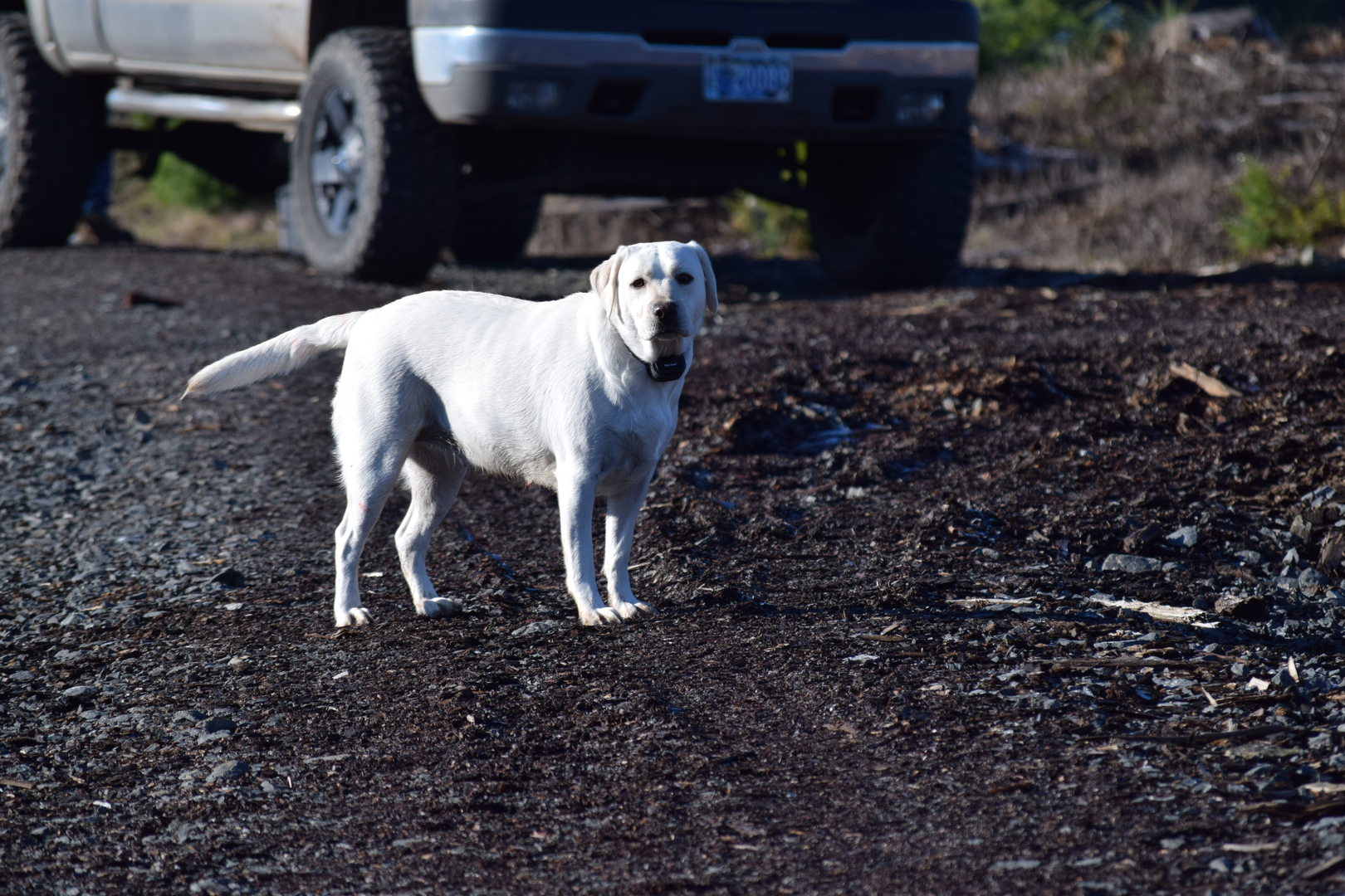 River Forks Labrador Retriever Breeding RIVERFORKS LABRADOR RETRIEVERS