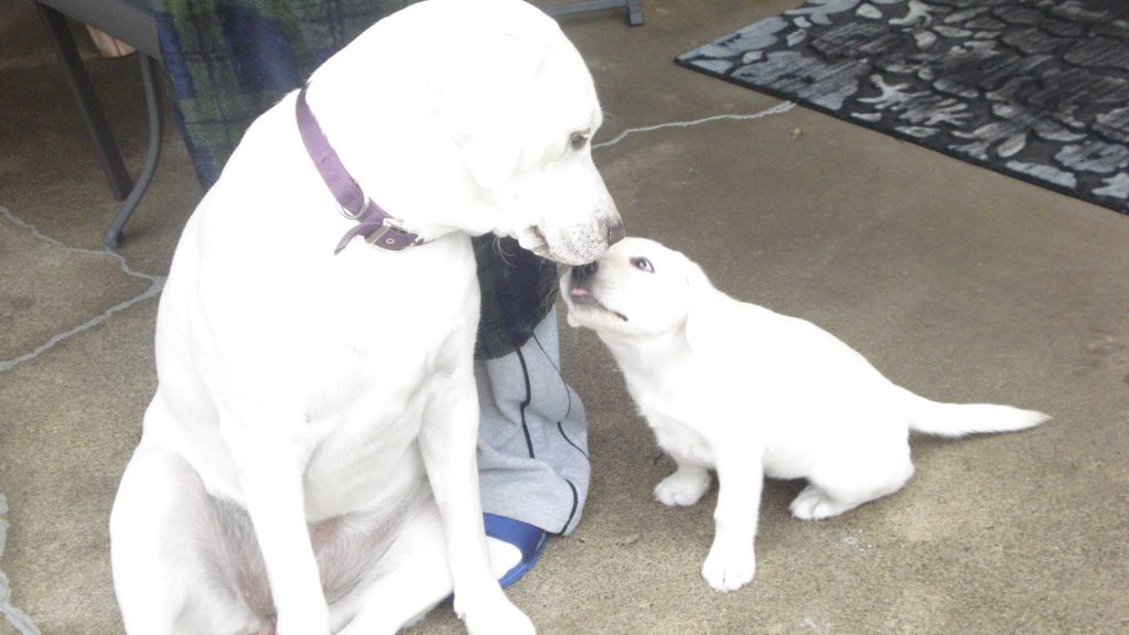 White Labrador Retiever puppies